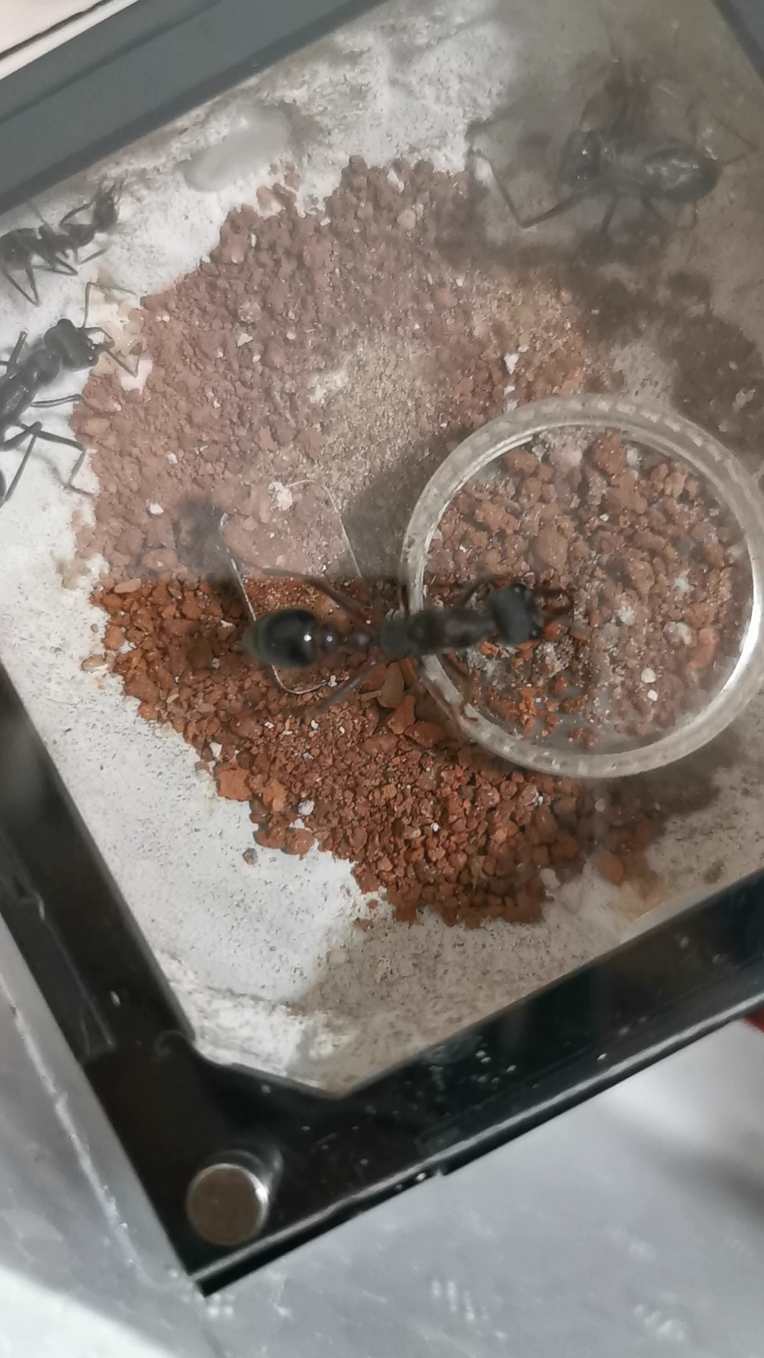 活动作品黑梨牛蚁出幼