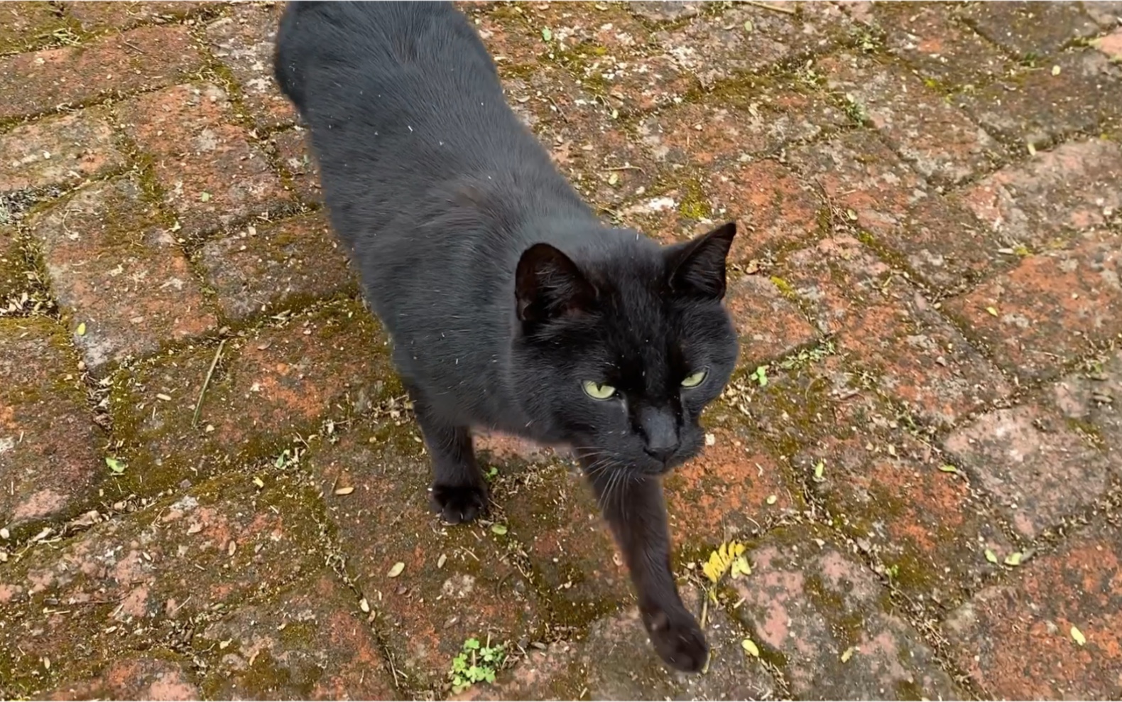 津巴布韦黑猫,尾巴扭得真欢_哔哩哔哩_bilibili