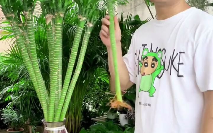 【水培植物】龙竹哔哩哔哩bilibili