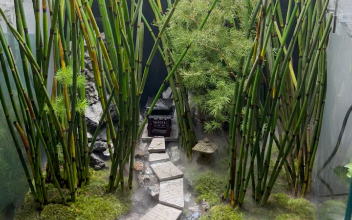 水陆缸造景|雨打竹林.模仿的马来西亚小木根.改进点:为了养鱼加了过滤仓,为了养活苔藓加了雾化.哔哩哔哩bilibili