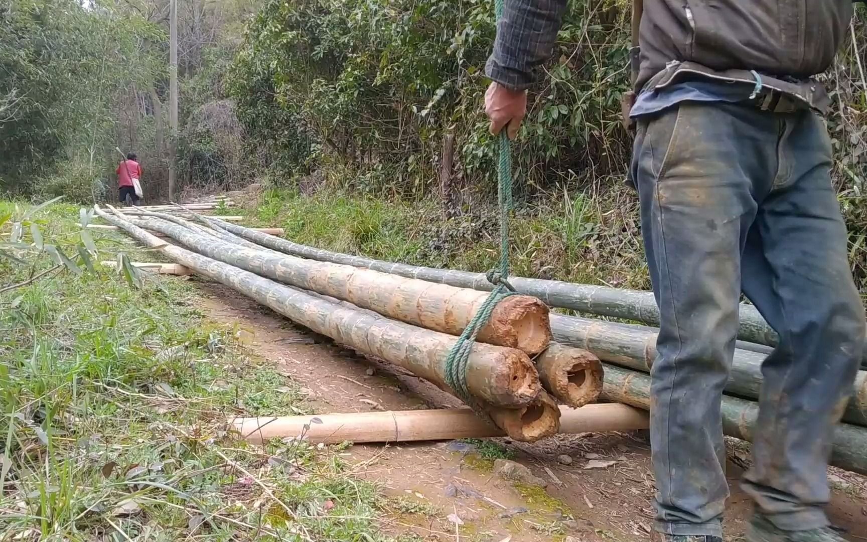 实拍山区农村毛竹下山,一根毛竹卖多少钱?农民大哥告诉你!哔哩哔哩bilibili