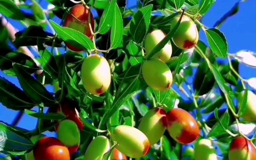 红枣树-任妙音(片段)