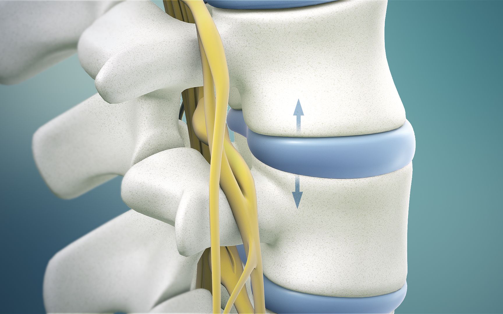 3d动画 带你直观解读脊柱的形与美