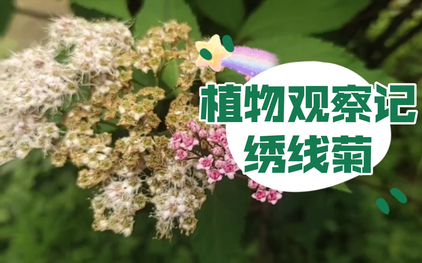 【植物观察记】绣线菊哔哩哔哩bilibili