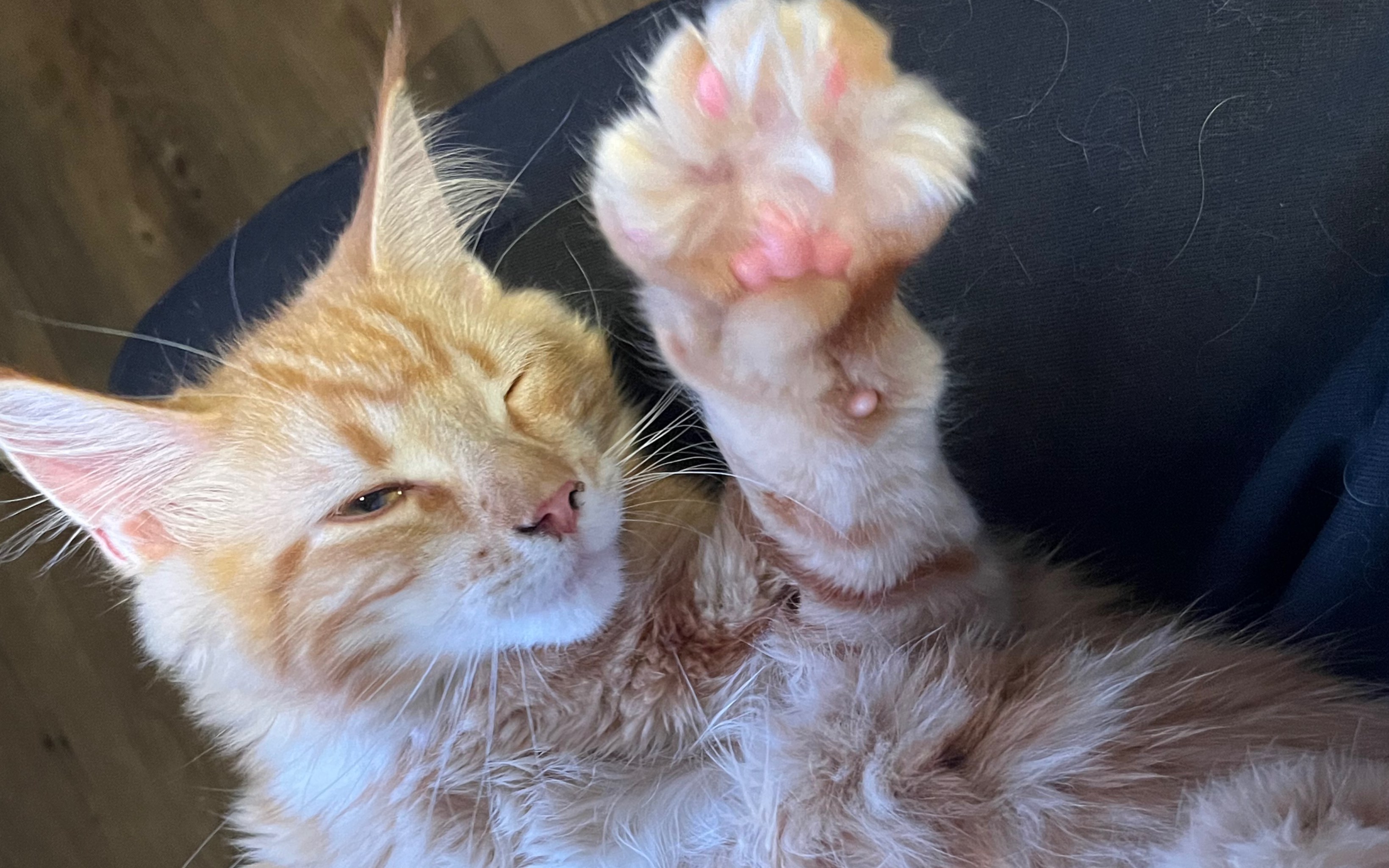 【缅因猫】拥有一只完全信任你的猫是什么体验- 剪爪毛