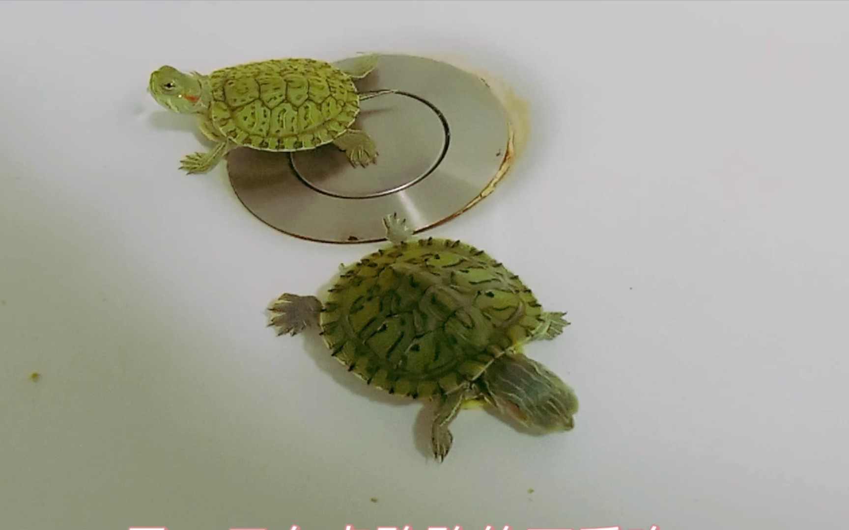 小乌龟觅食记,快快长大