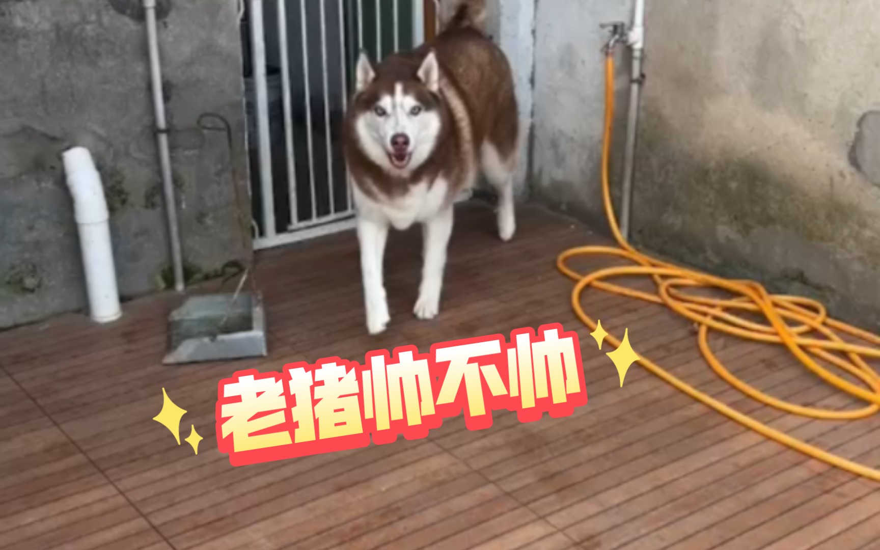 十一猪:大哈你明白我的意思吗哔哩哔哩bilibili