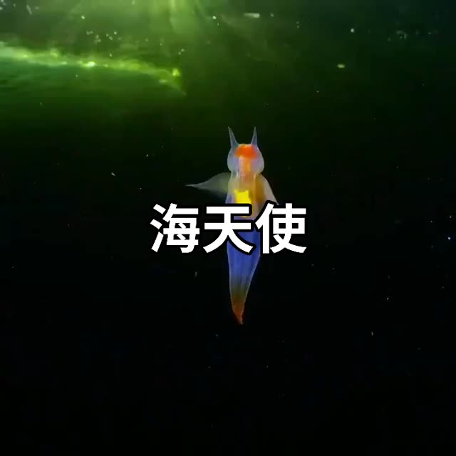 这是一种被称为海天使(clione limacina)的生物,发现于北冰洋和北大