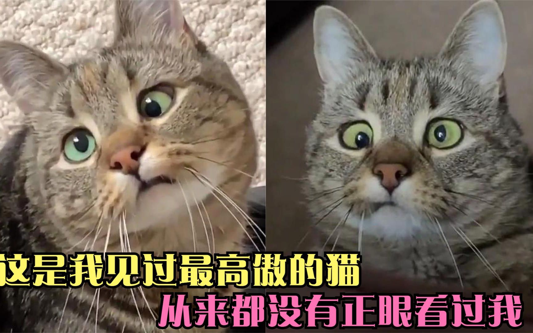 盘点萌宠爆笑瞬间,这是我见过最高傲的猫,从来都没正眼看过我.