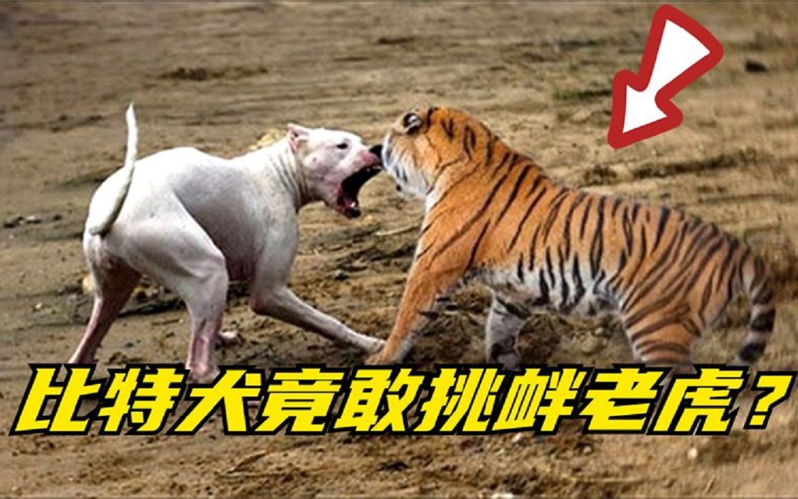 比特犬挑衅老虎,却被老虎一招锁喉送其归西,老虎:哪来的自信!