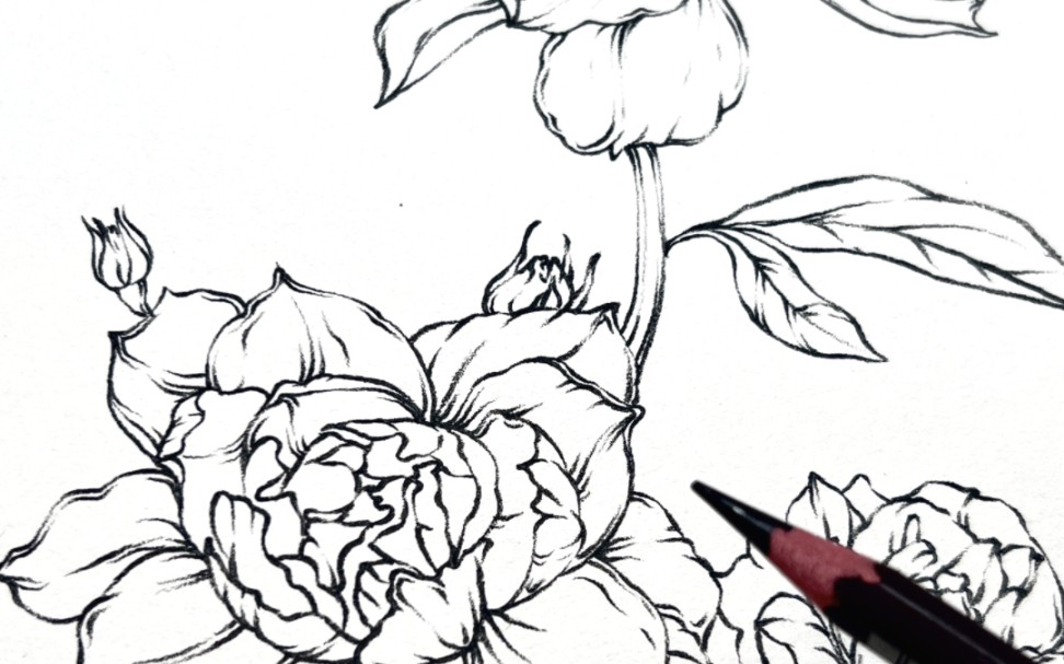 月季花速写
