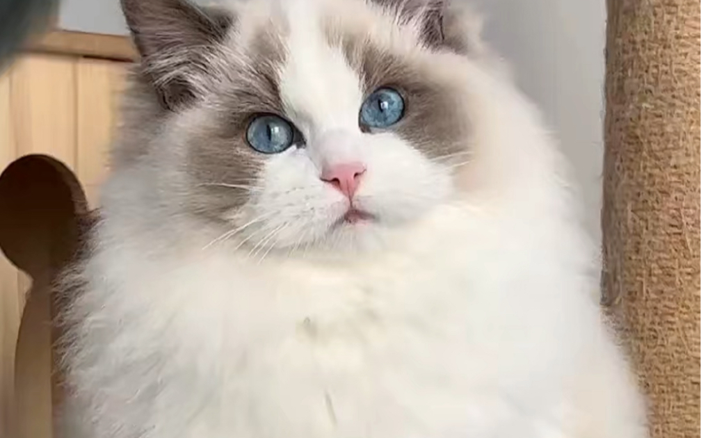 布偶猫蓝双妹妹