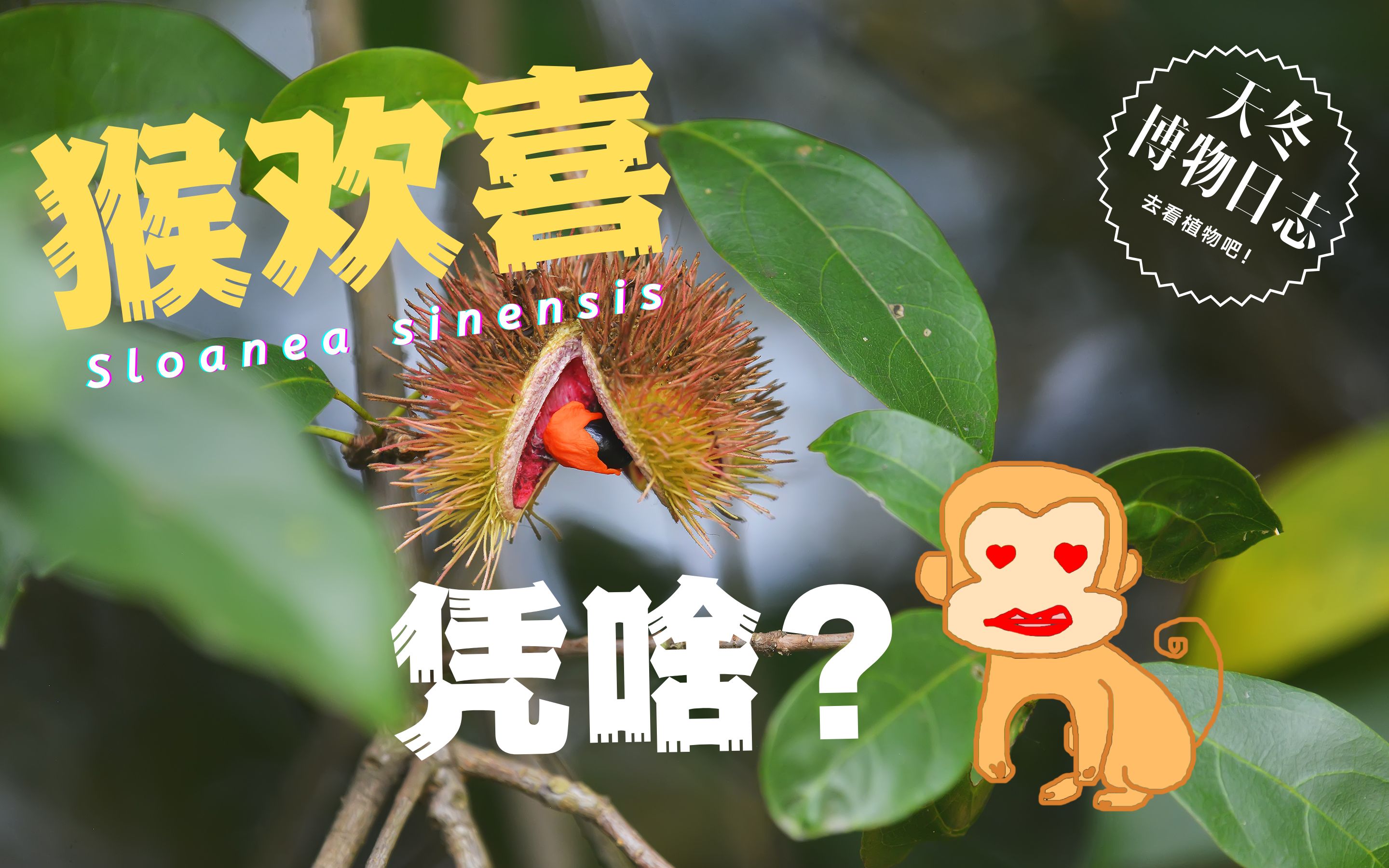 猴欢喜?这是种植物?猴为什么欢喜【天冬博物日志】【去看植物吧】哔哩哔哩bilibili