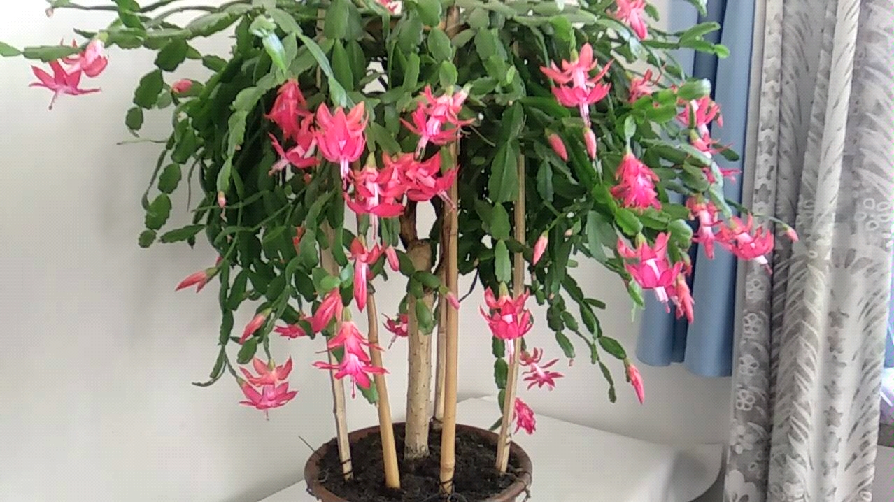 仙人指继续开花,花量达到最大