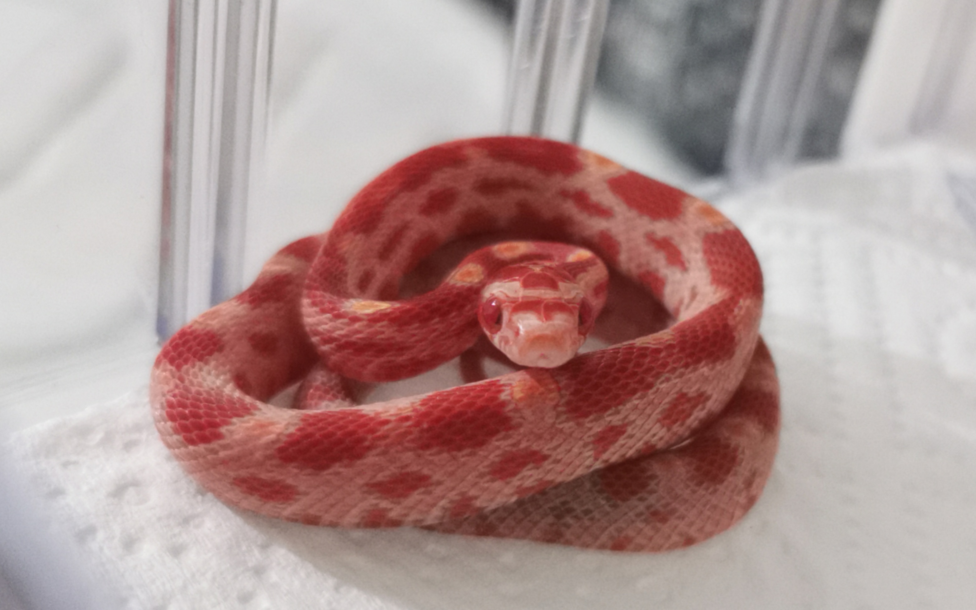 「宠物蛇」玉米蛇的开箱(比较慢)