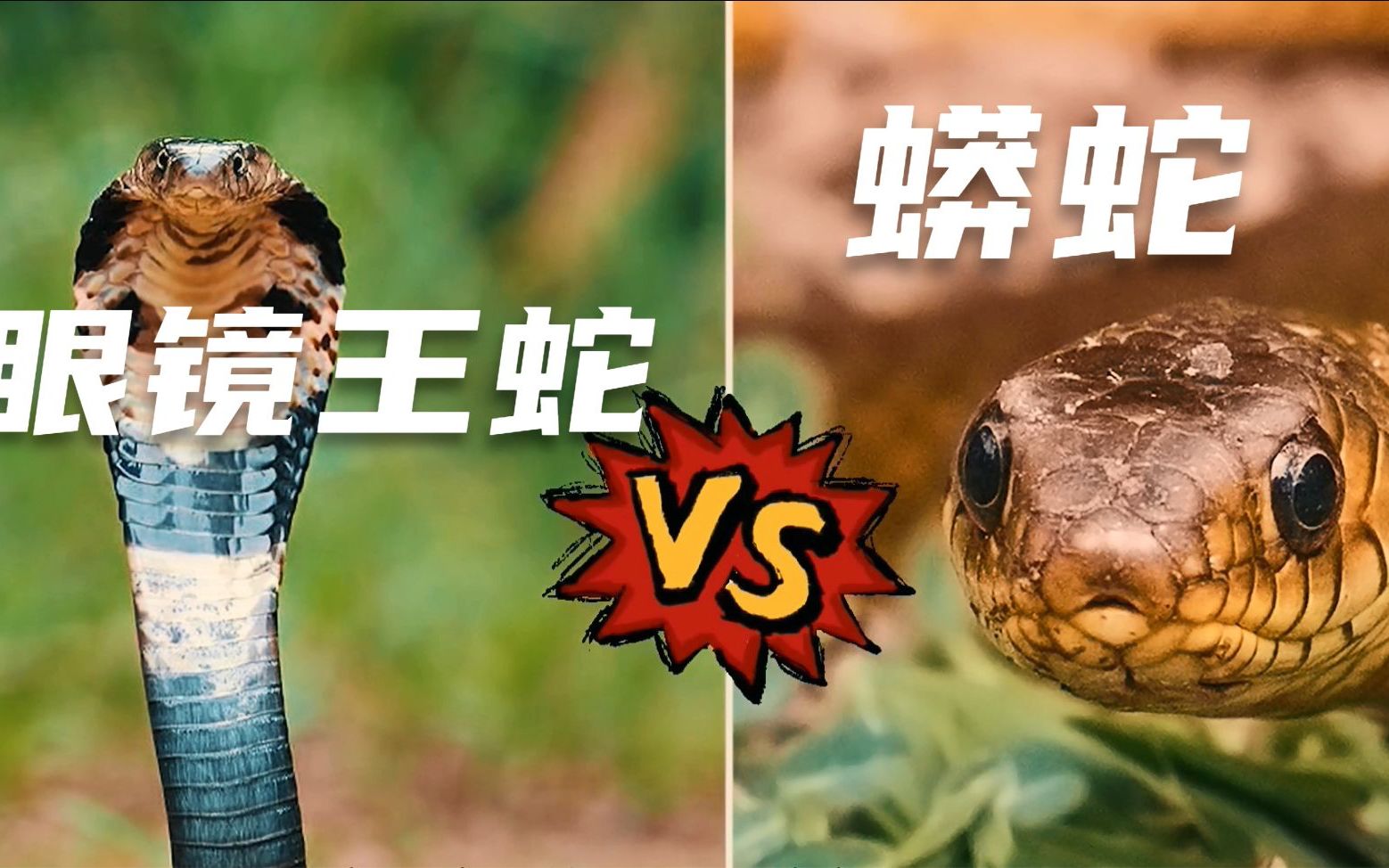 眼镜王蛇为什么要吃同类?眼镜王蛇vs蟒蛇,谁才是蛇类王者?