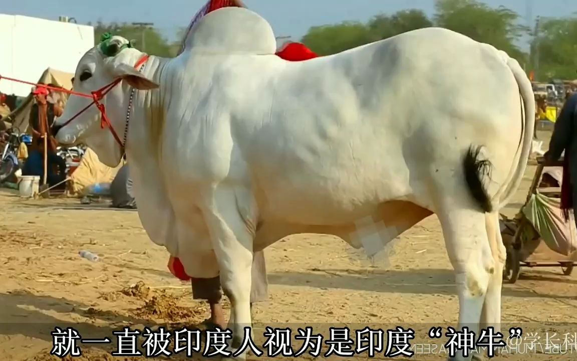 世界上体型最大的十种公牛