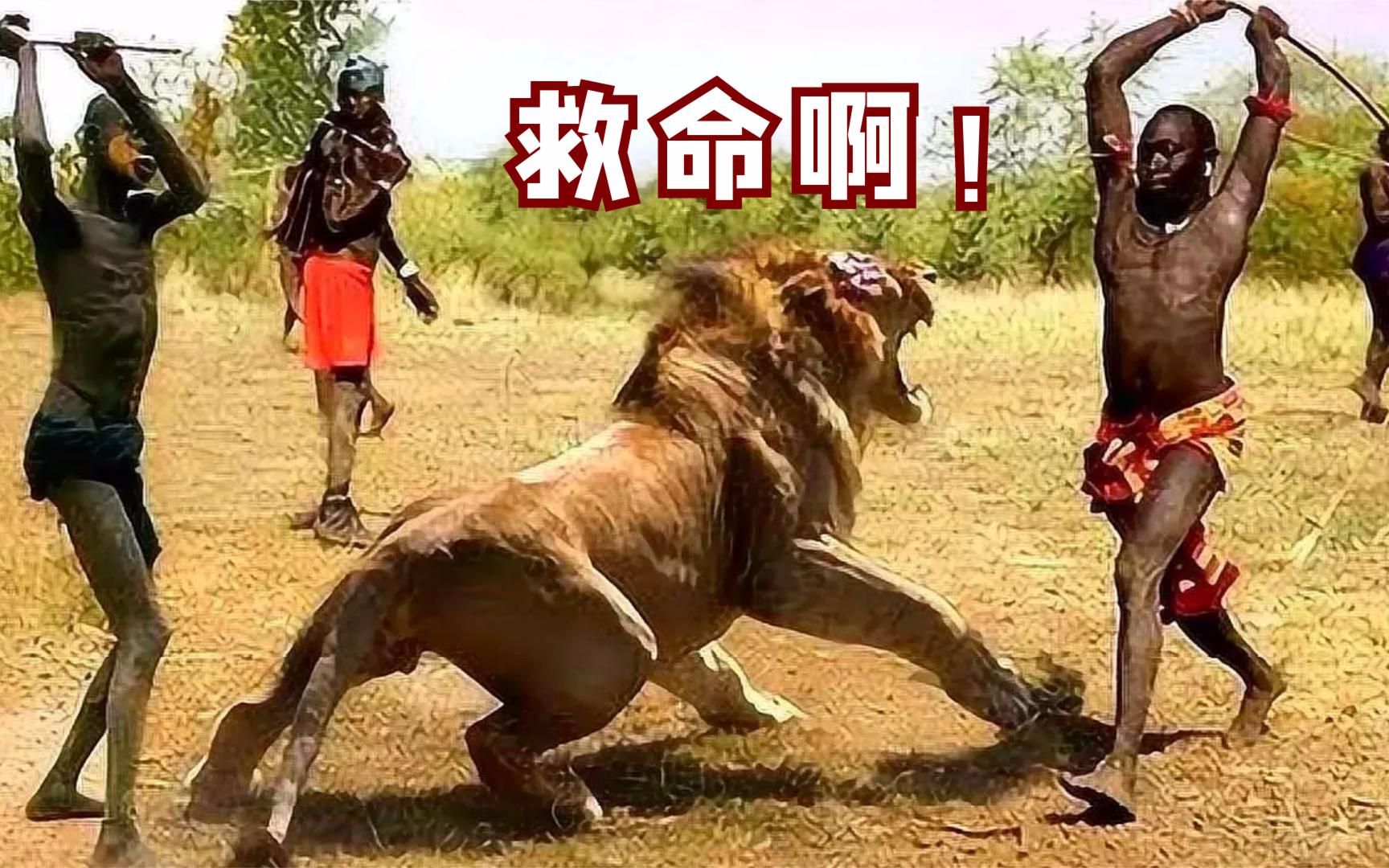 马赛人猎杀狮子真实场景:长矛连续刺穿狮子,场面非常残忍!