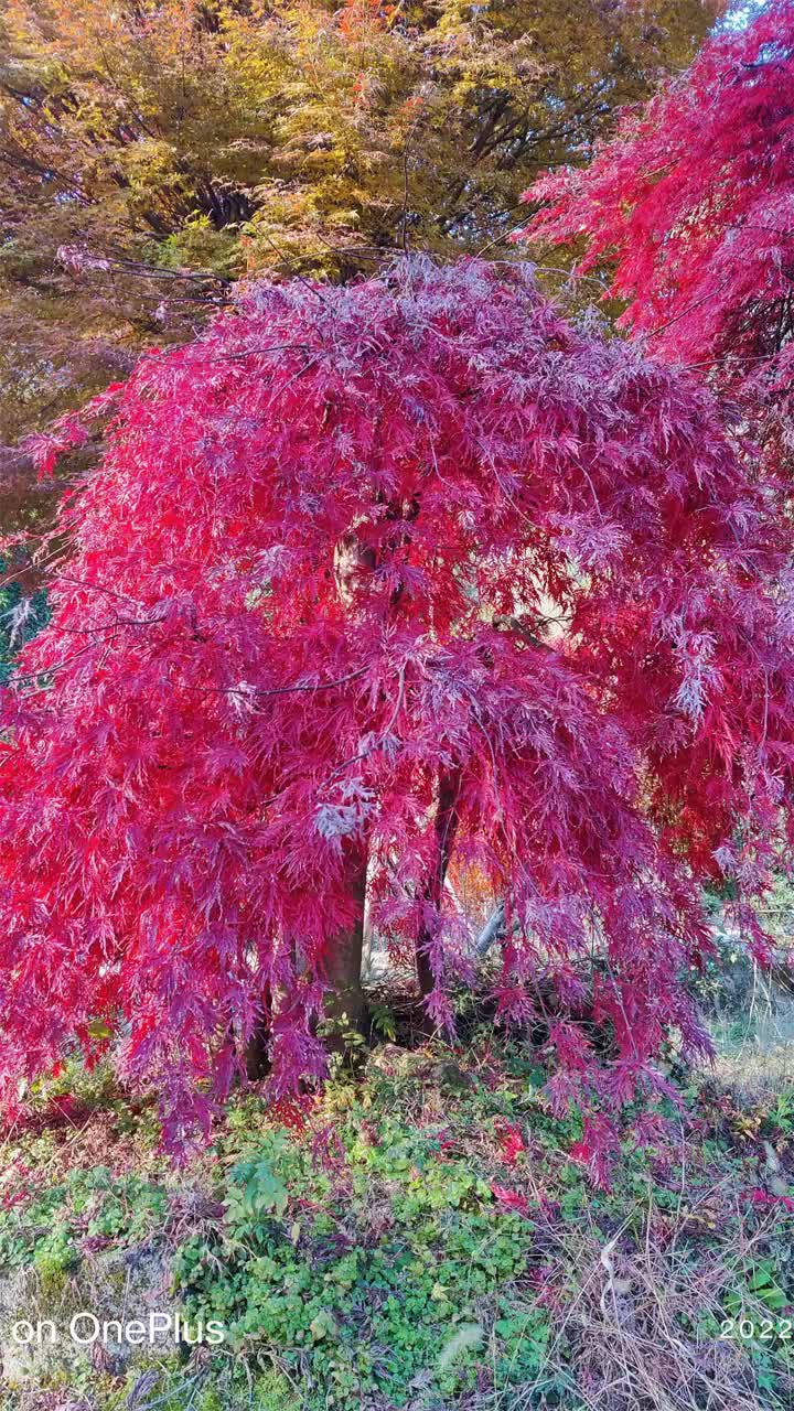 石榴红羽毛枫公司 石榴红羽毛枫价格 #石榴红羽毛枫 #河南石榴红羽毛