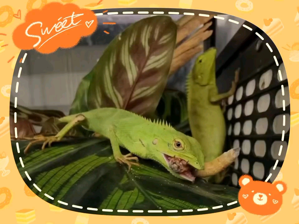 绿背树蜥,人工饲养,可私