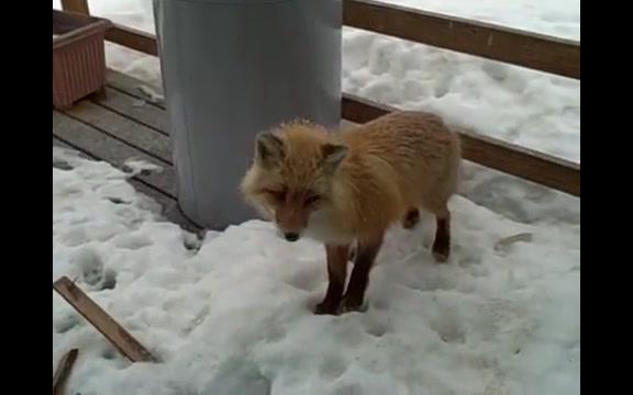 [图]开门看到老鹰 狐狸 和猫咪们在一起