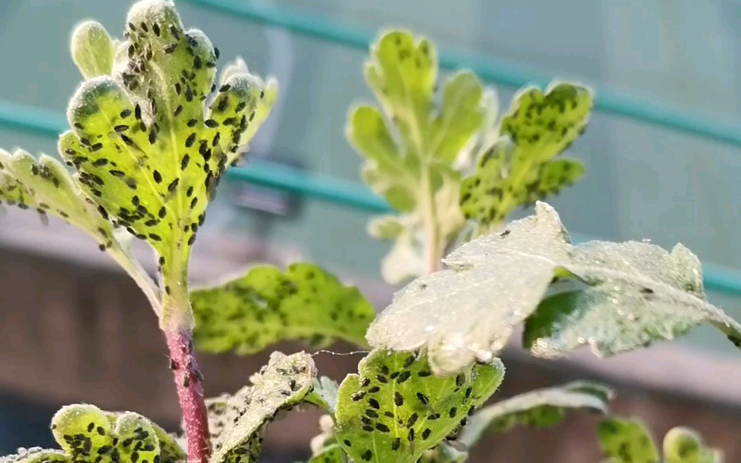 采莲园艺菊花得了蚜虫就用吡虫啉喷杀