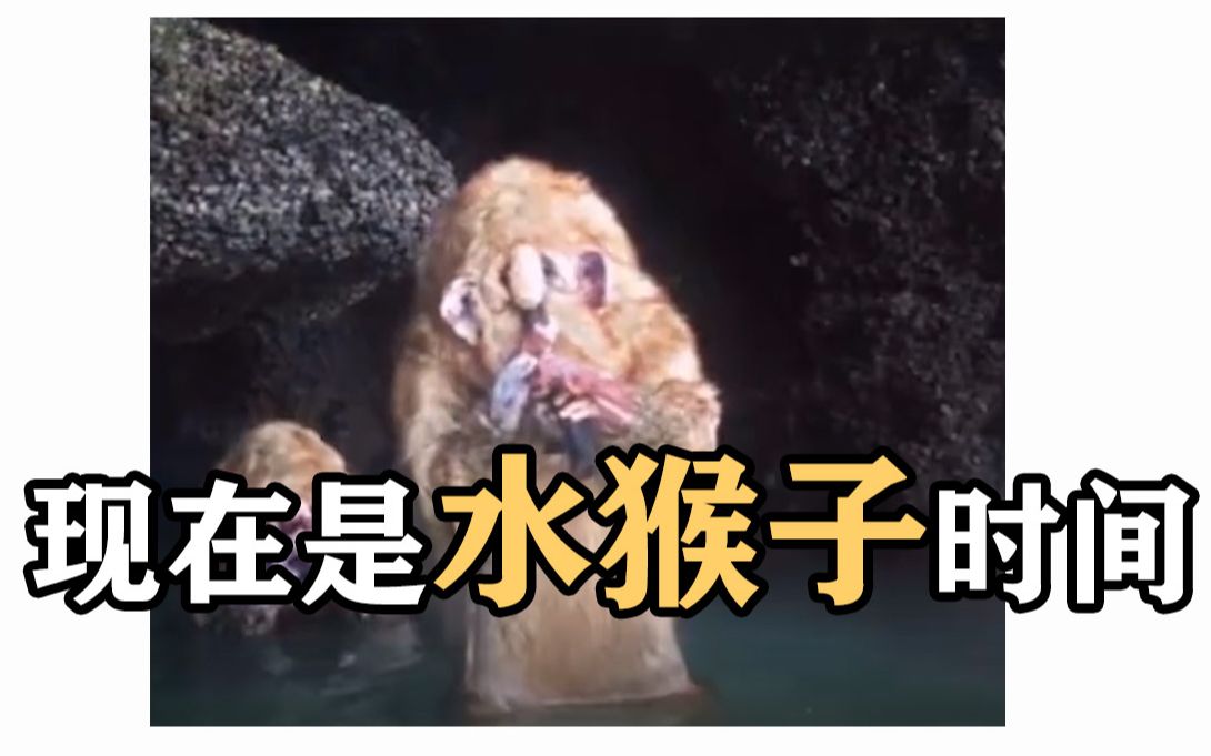 【鬼畜|无穷小亮】现在是水猴子时间!