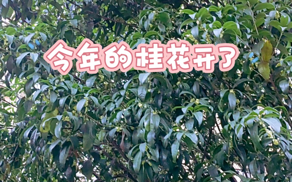 [图]终于等到金秋的桂花香