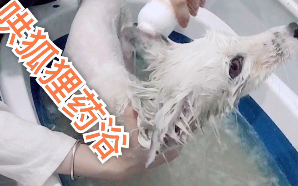 赤狐如何哄狐狸洗澡唯有夸她fire的药浴时光白化赤狐宠物狐狸狐狸洗澡