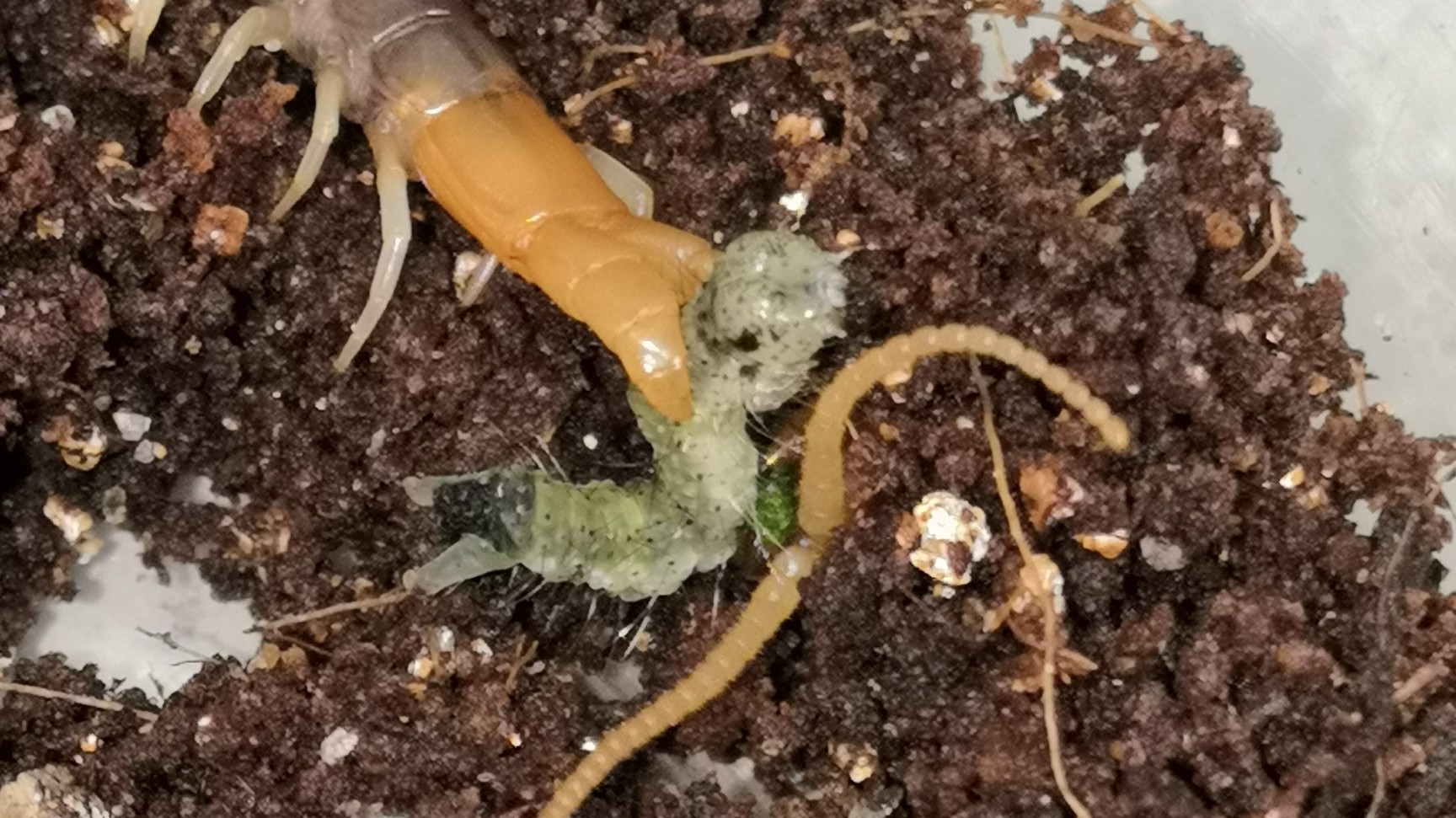 【喂食】暗蜈蚣恰饭_哔哩哔哩 (゜-゜)つロ 干杯~-bilibili