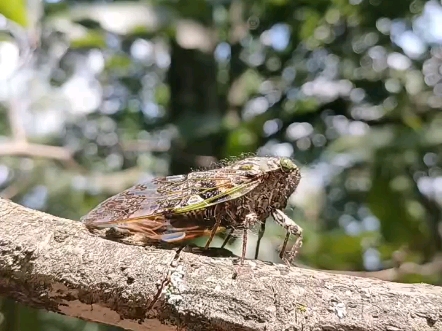 油蛉昆虫图片