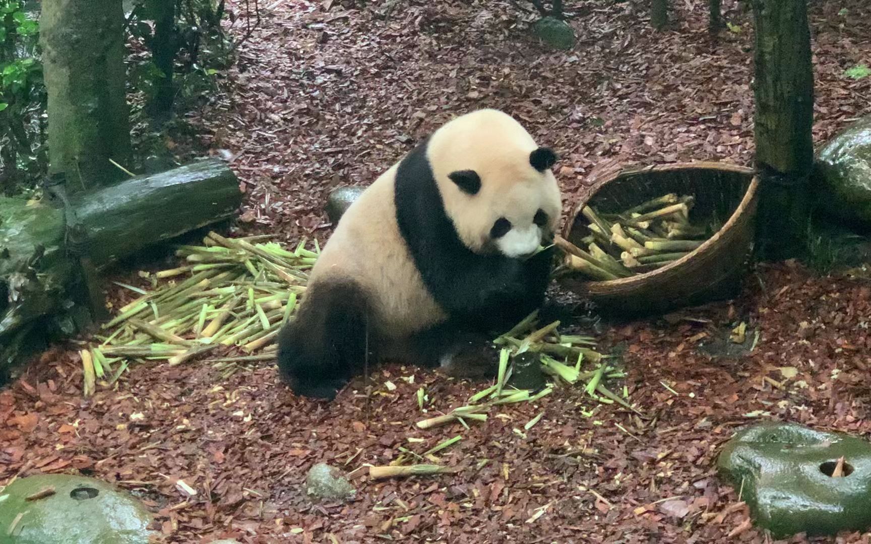 【大熊猫梅兰】这只小熊5岁了,但饭量越来越多,快养不起了哔哩哔哩bilibili