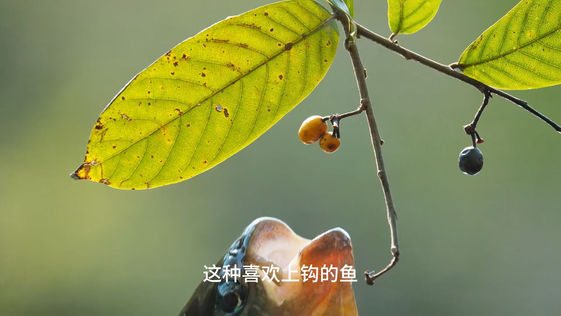 希氏石脂鲤味道鲜美图片