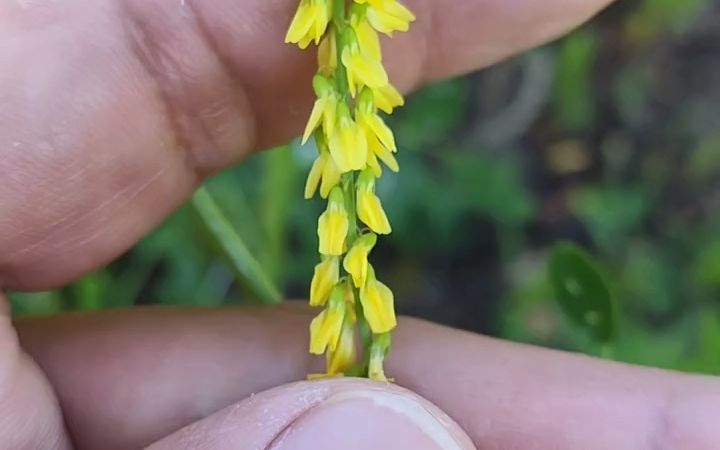 【植物科普】草木樨:豆科草木樨属草本植物.哔哩哔哩bilibili