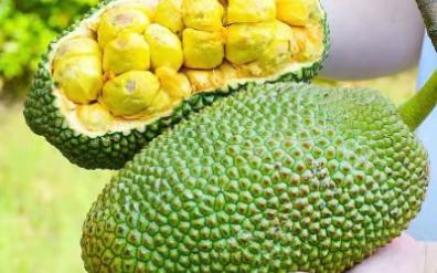 【优惠券】【榴莲蜜批发】海南榴莲蜜当季新鲜网红水果巴掌榴莲密非