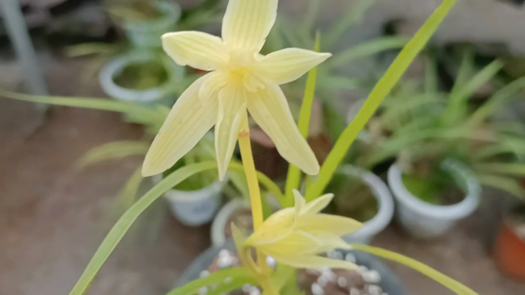 莲瓣兰奇花素,滇兰五朵金花之一,请广大兰友共赏.