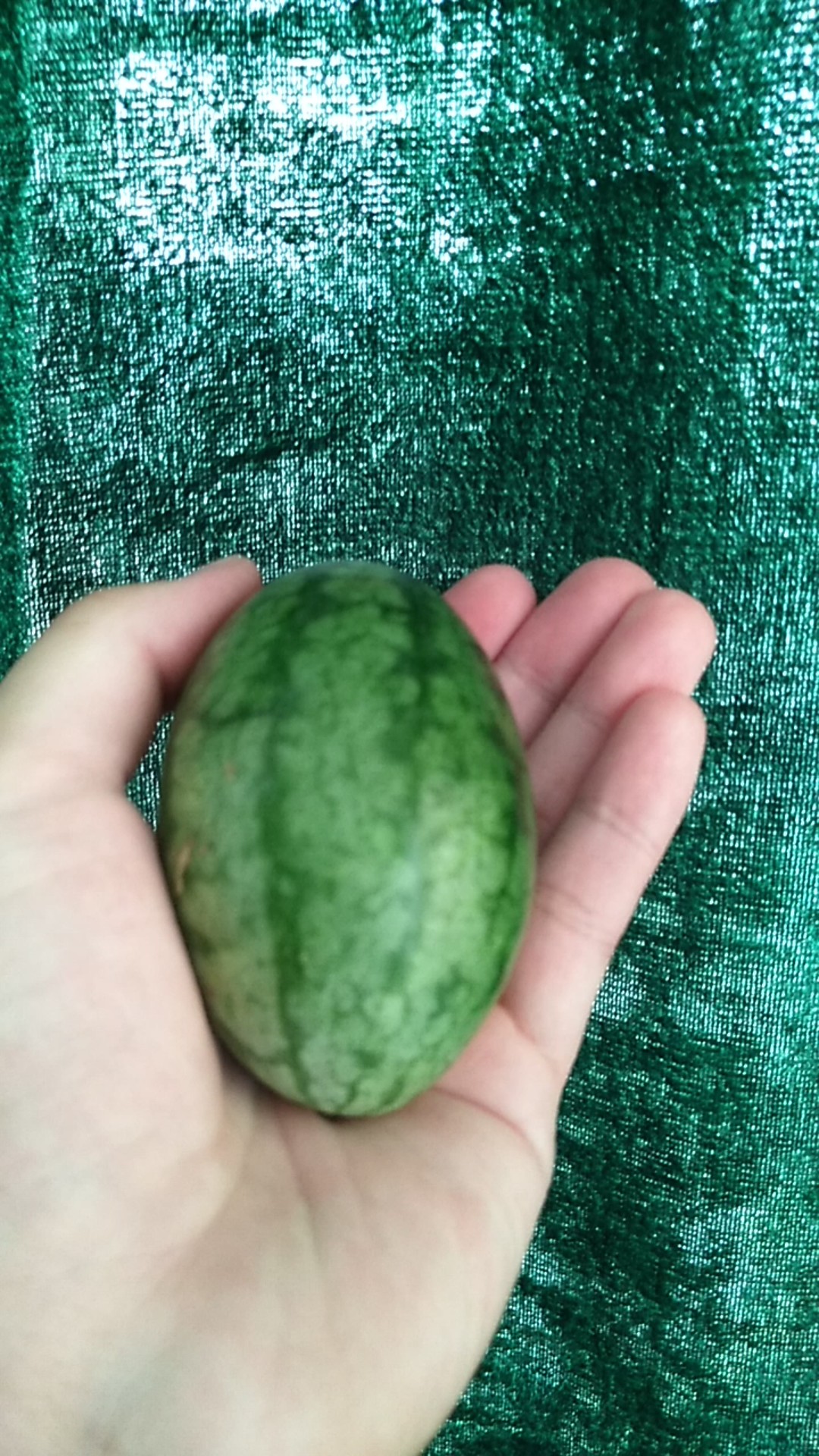 非常漂亮的颜色鲜嫩的袖珍小西瓜