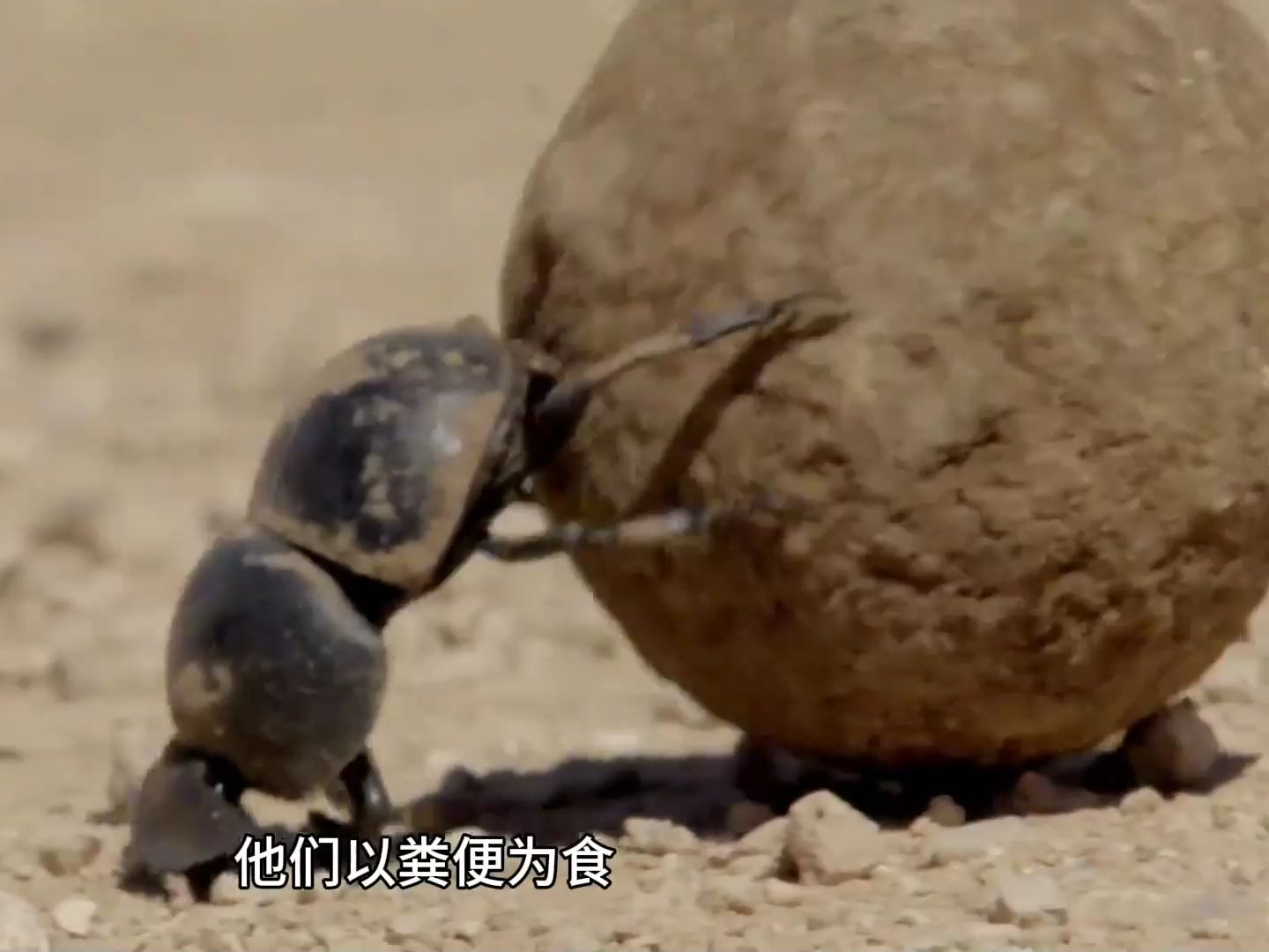 爱吃屎的屎壳郎在很多地方竟然是一道美食