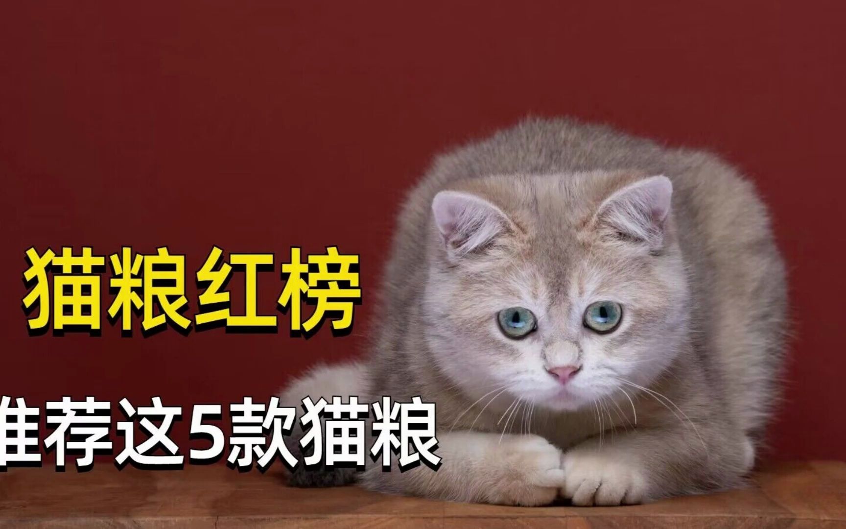 猫粮红榜!推荐这5款猫粮哔哩哔哩bilibili