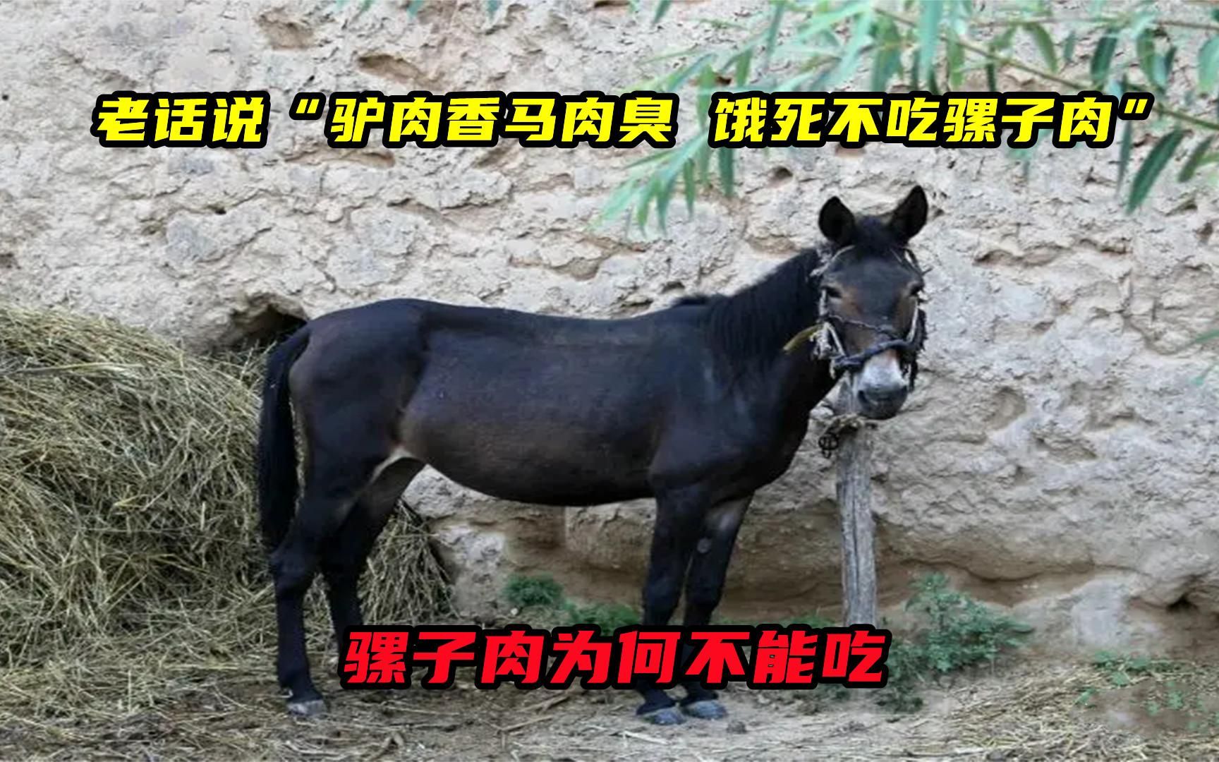 驴肉和马肉的区别图片图片