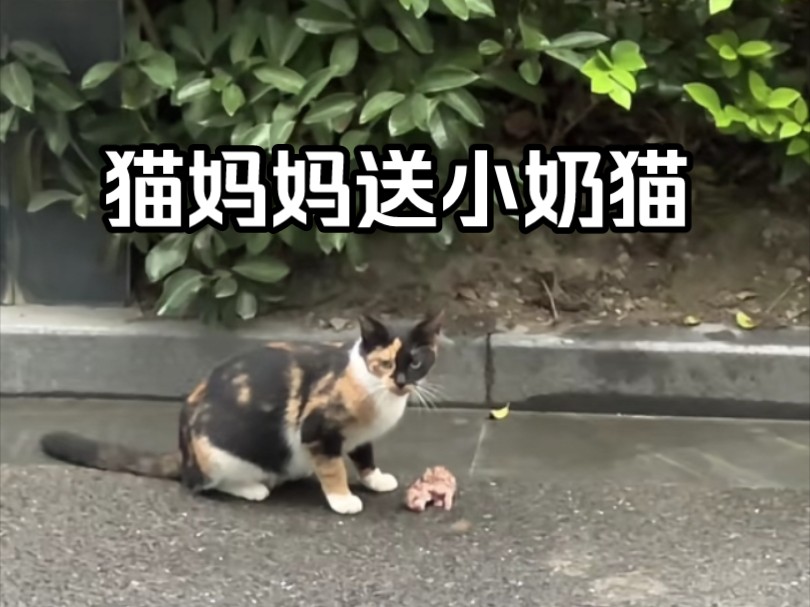 [图]一只刚出生的猫崽被妈妈丢弃了，小姐姐回公司的路上捡到了它，可能这就是命中注定.