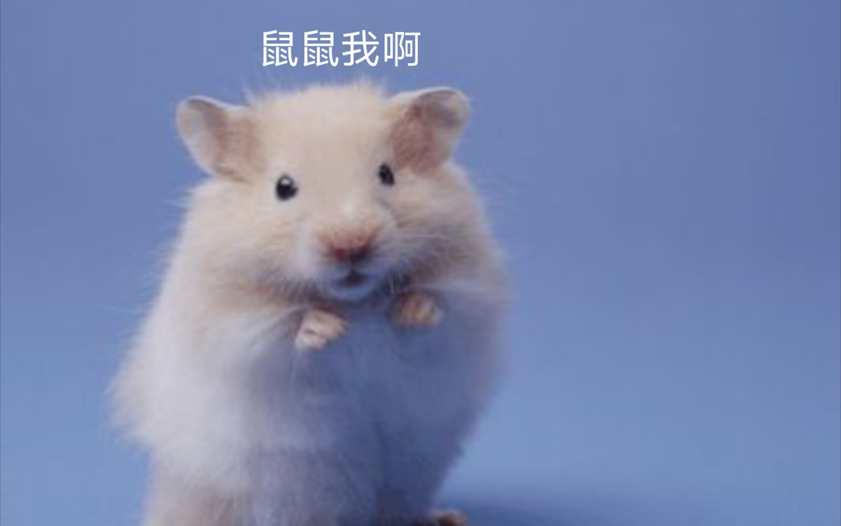 鼠鼠我啊,还是算了吧