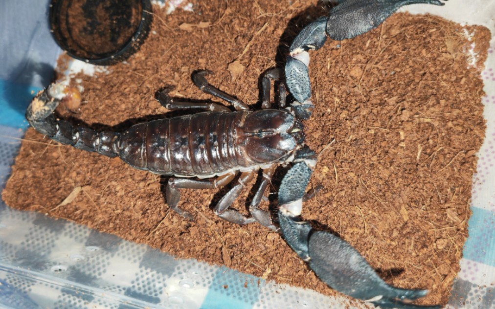 【开箱】11 雌性迈索尔异蝎开箱与交配