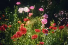 万花深处。【独居山野，徒手种花。第四年。】