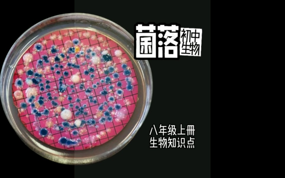 菌落 八年级上册生物知识点第15集哔哩哔哩bilibili