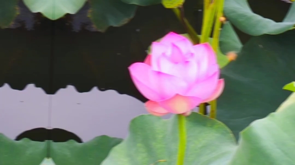 [图]花开花落花弥漫，炎炎夏日把我伴。朵朵花儿红艳艳，怎么看也不厌倦。