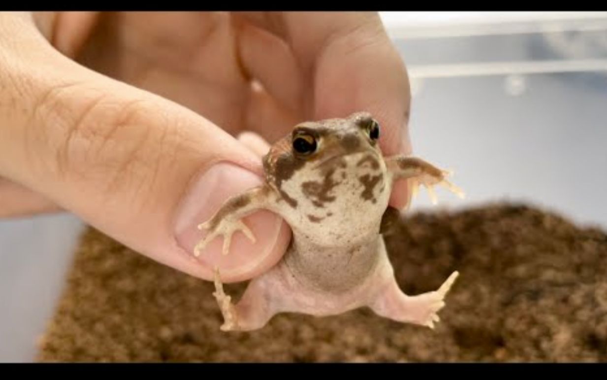 【馒头蛙】抓住一只蕨饼精11|116611|17*~●_哔哩哔哩_bili