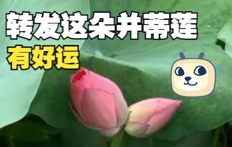 [图]济南今夏又见并蒂莲 这是真的“好运莲莲”！