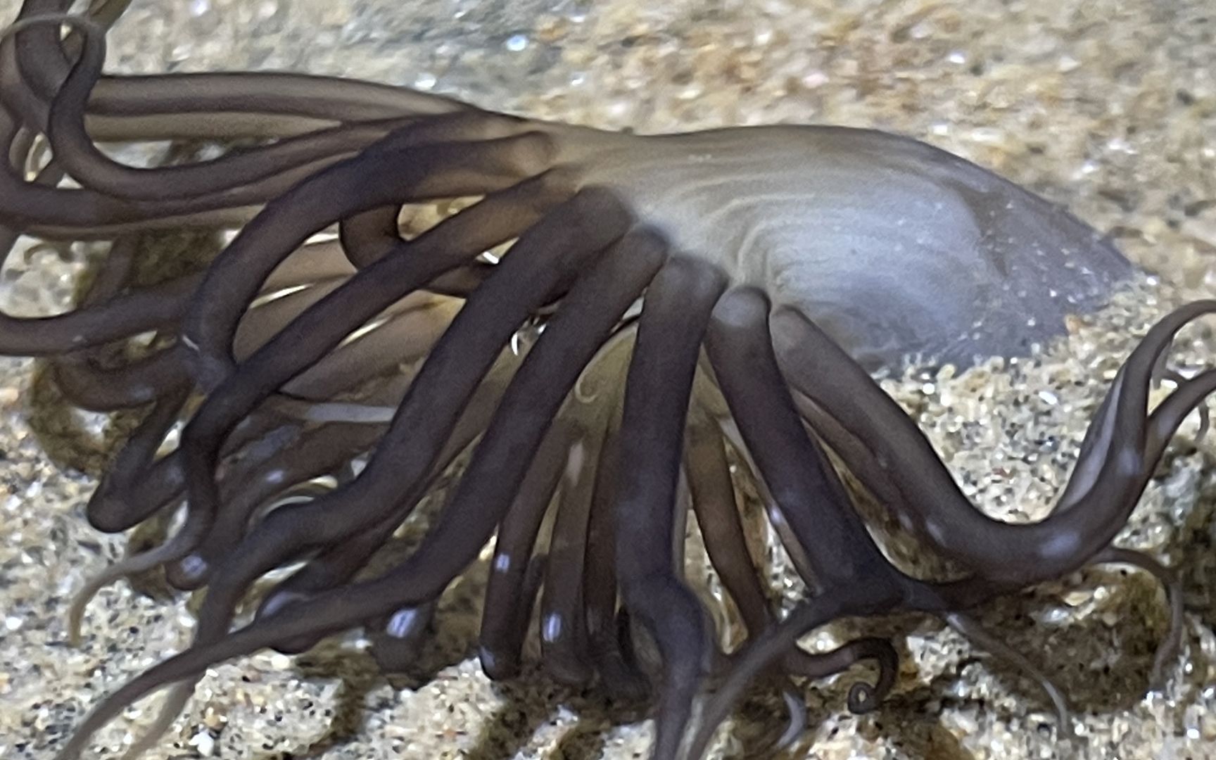 大齐赶海,发现沙滩上一根根小管里有这种管虫,好像大海葵一样