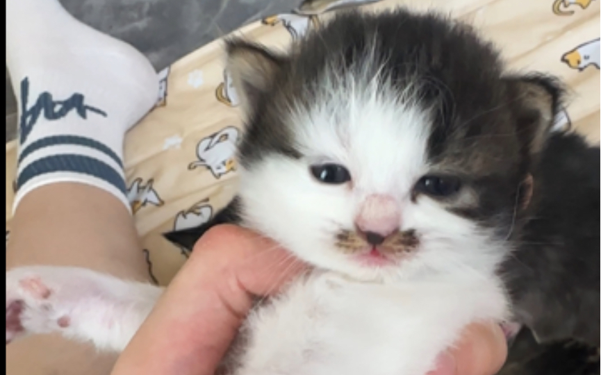 谁家小猫睡觉睁眼啊